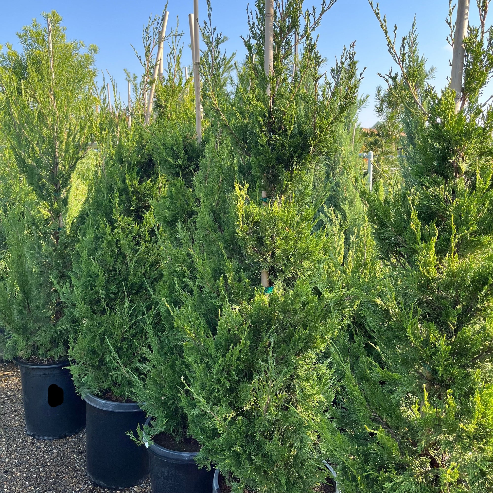 Spartan Juniper