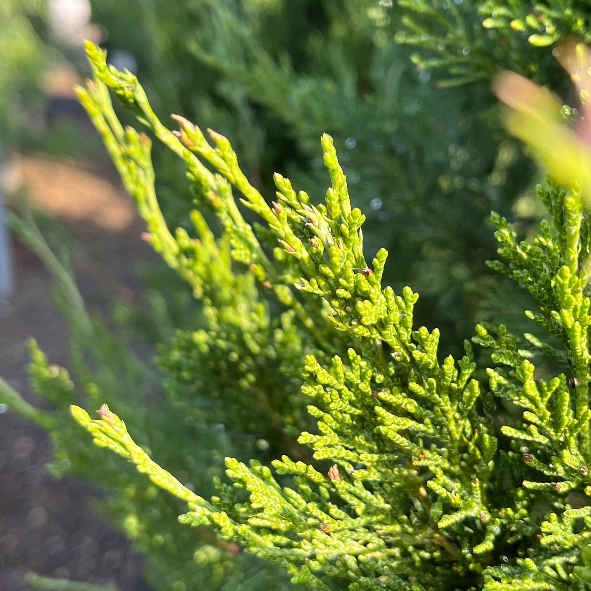 Spartan Juniper