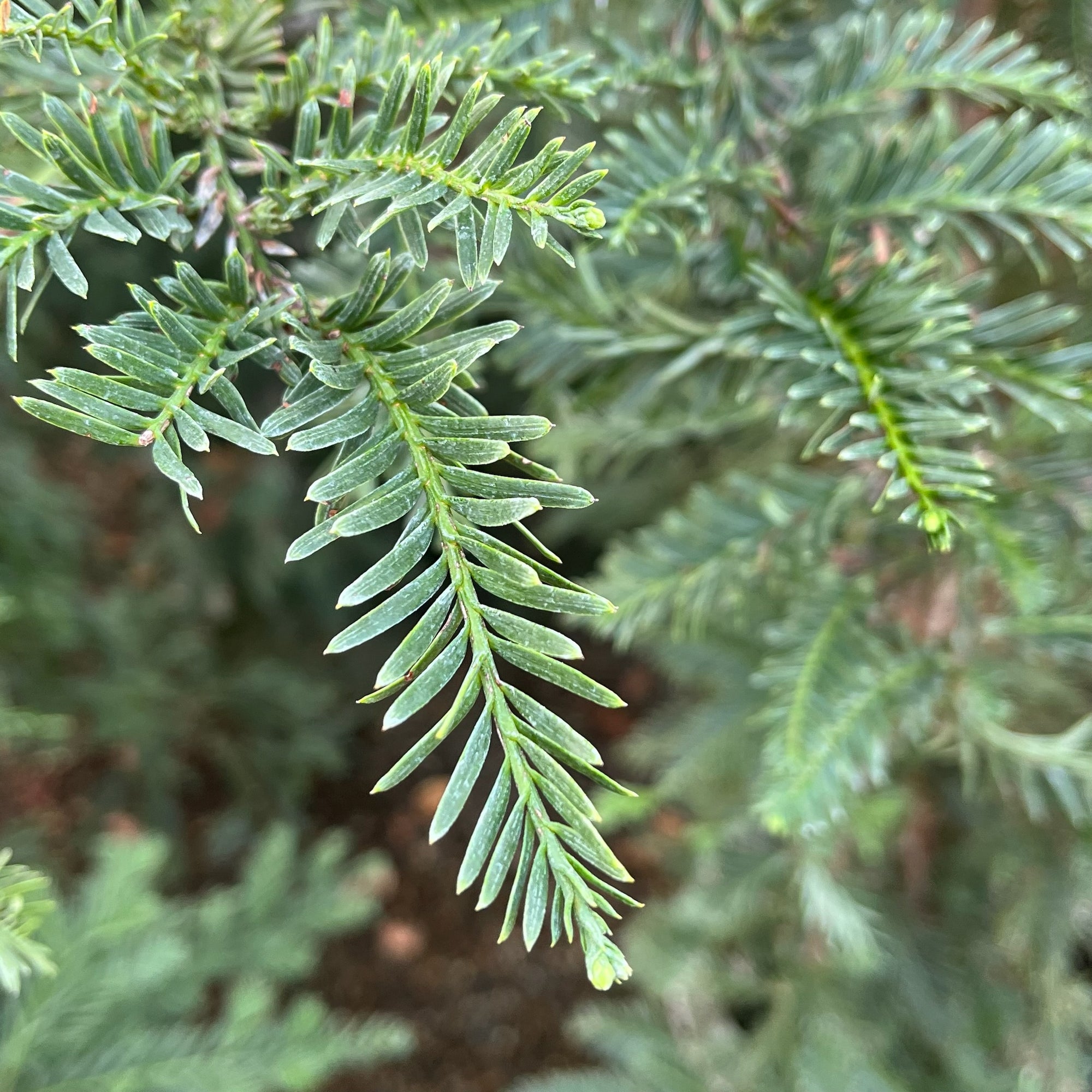 Aptos Blue Coast Redwood