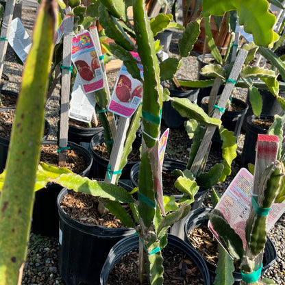 Dragon Fruit Tree-Red Dragon Fruit