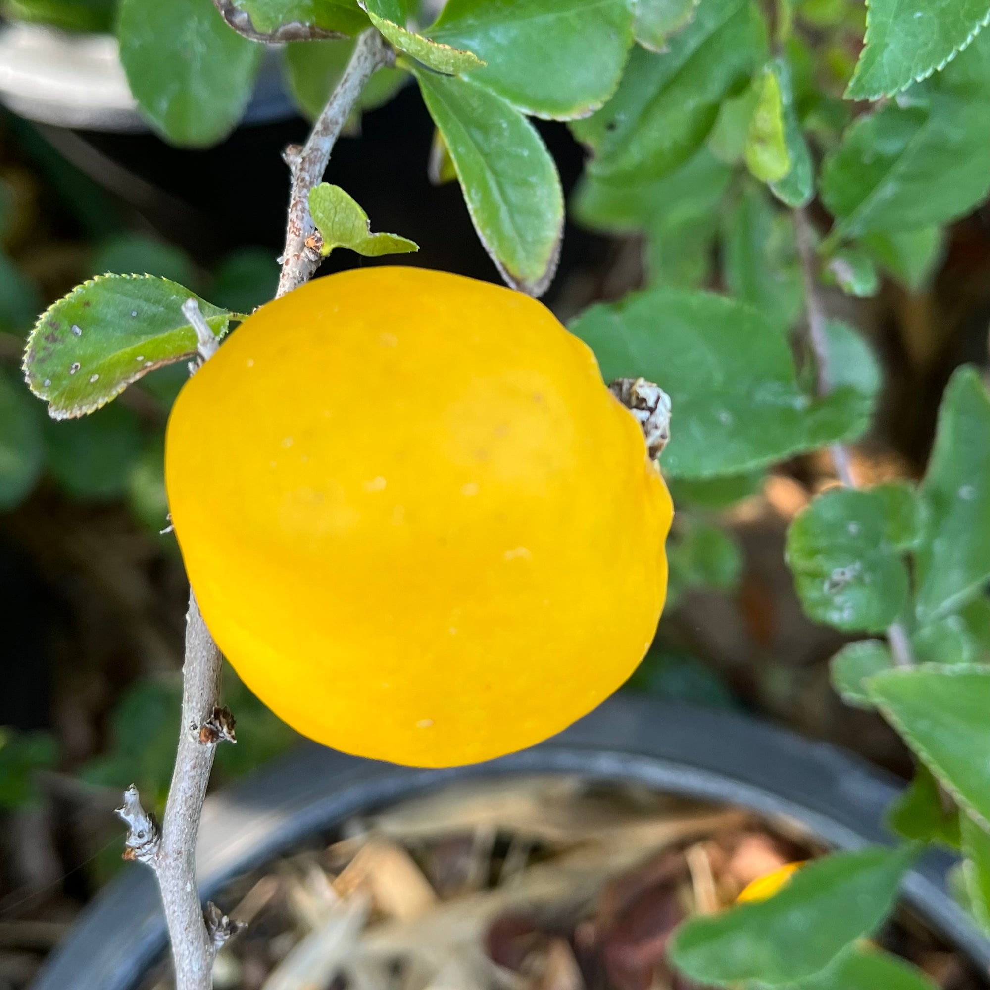 Texas Scarlet Flowering Quince