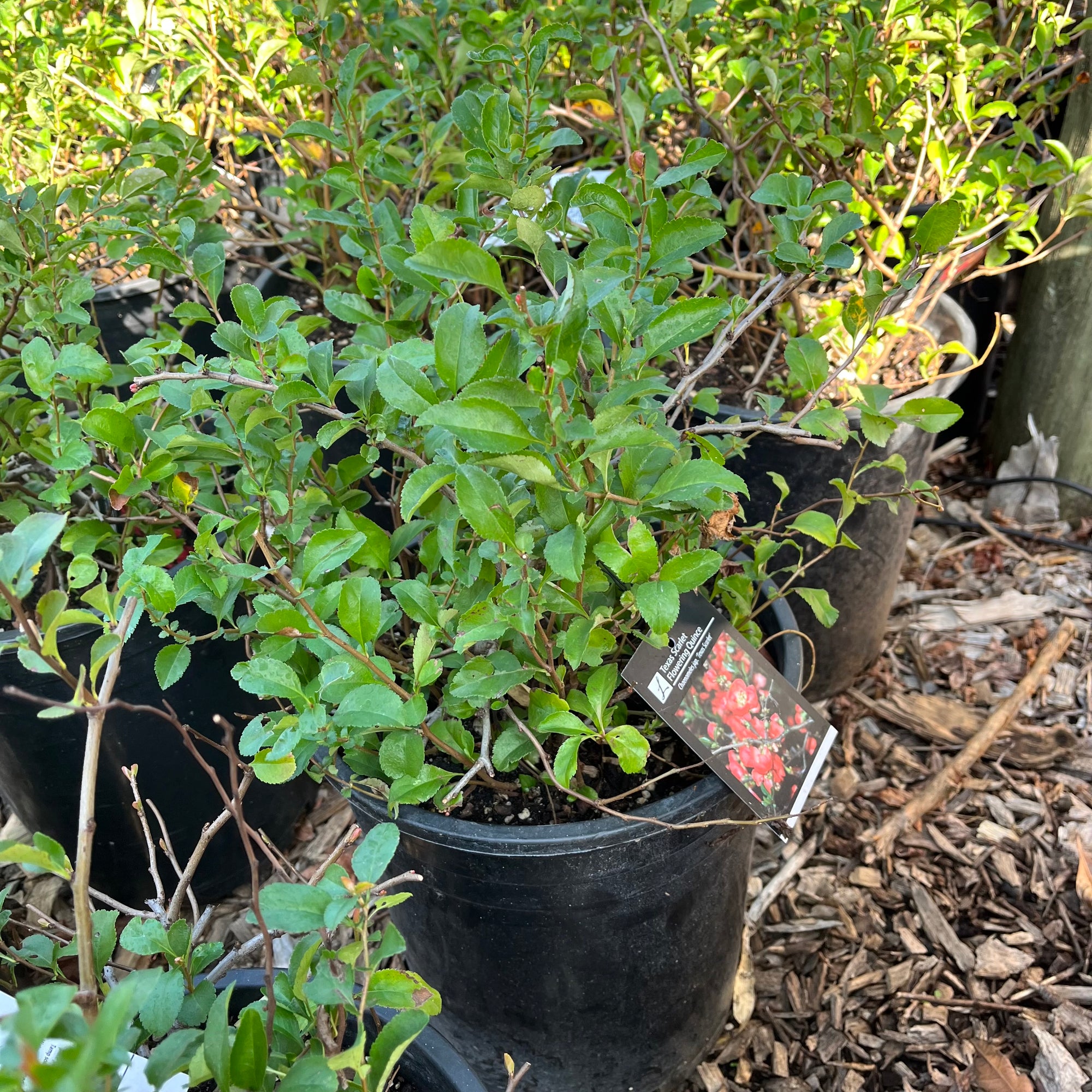 Texas Scarlet Flowering Quince