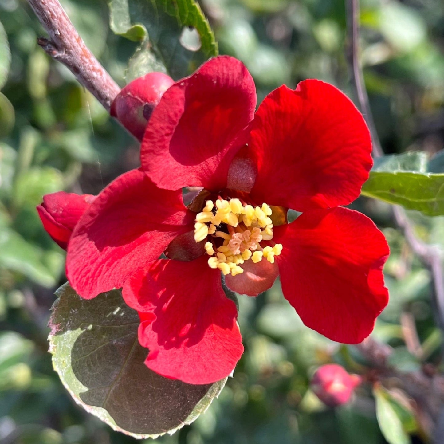 Papaya Begonia-Single Petal Red Flower