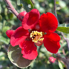 海棠花树-德州红瓣