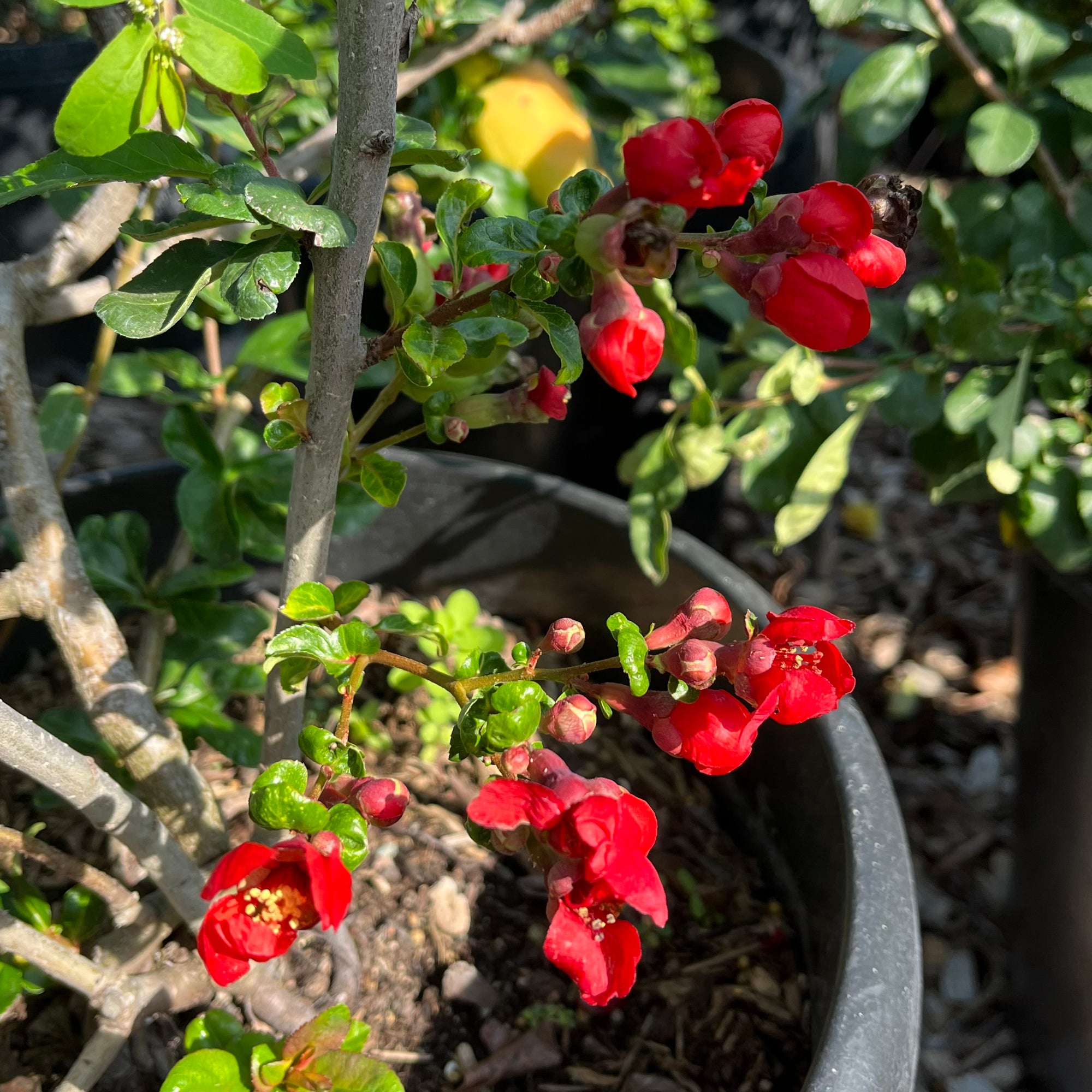 Texas Scarlet Flowering Quince