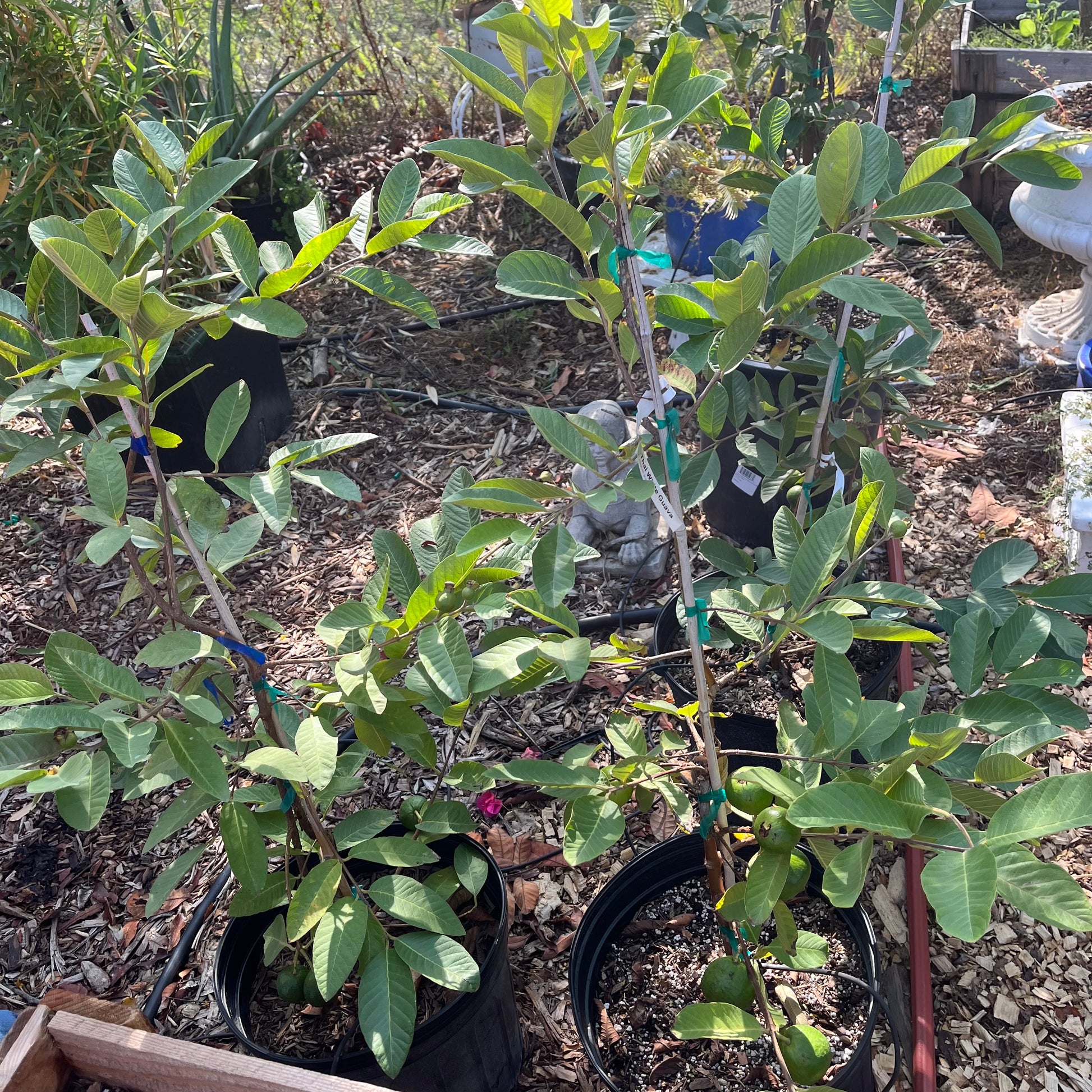 Thai White Guava