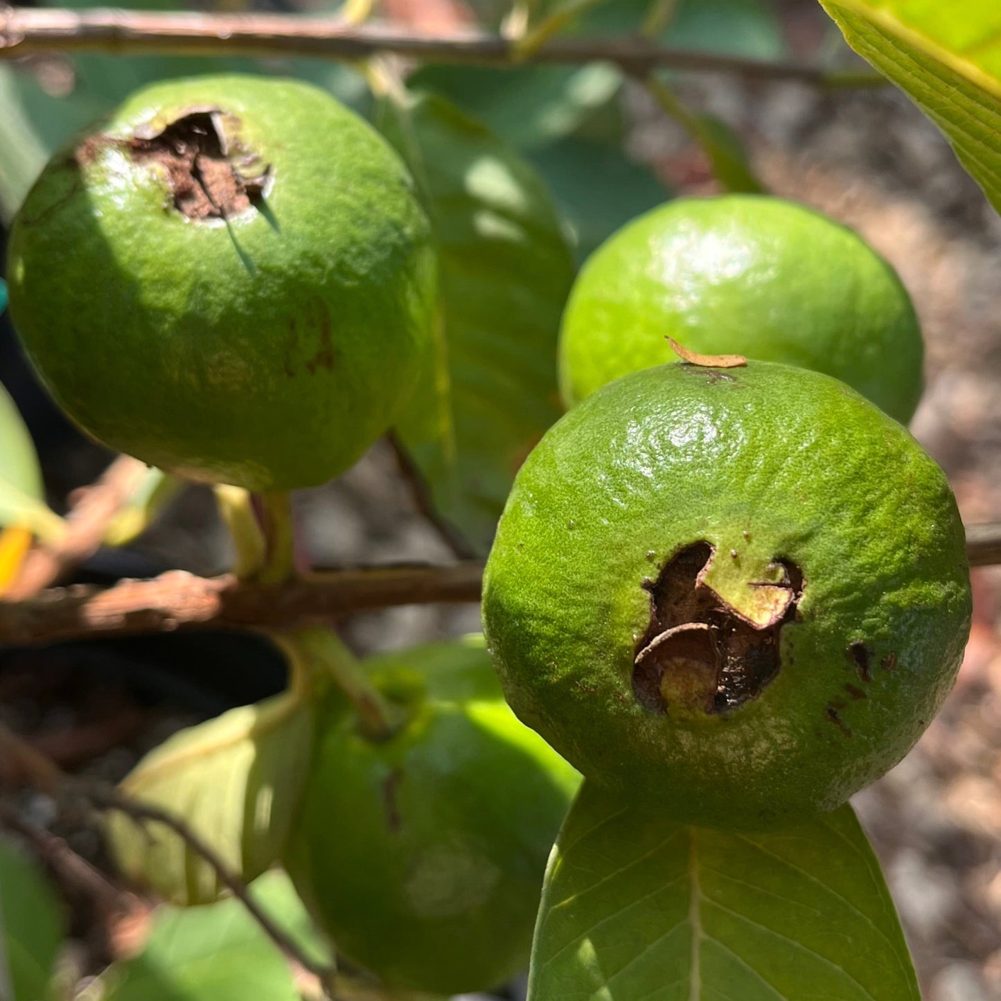 Guava Tree - White Guava