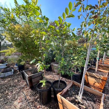 Guava Tree - White Guava