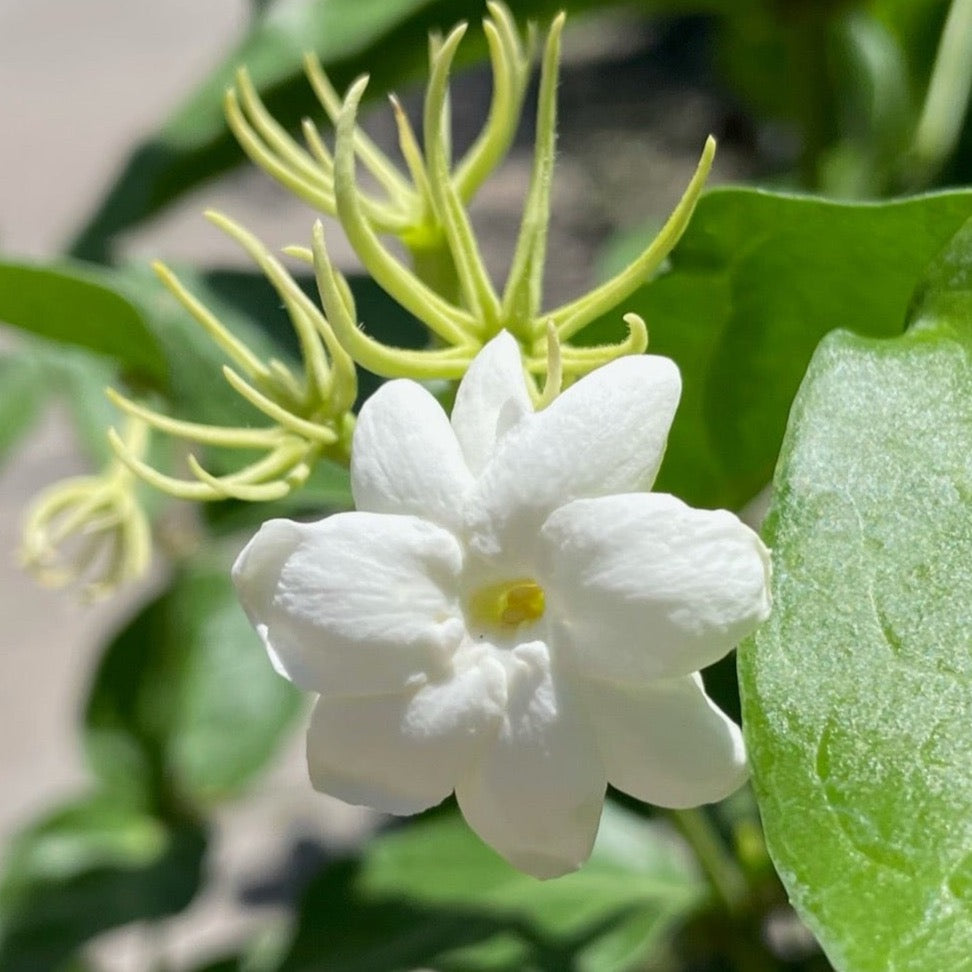 Jasmine - Chinese Jasmine