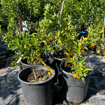 Lime Tree-Small Lime·Four Seasons Orange