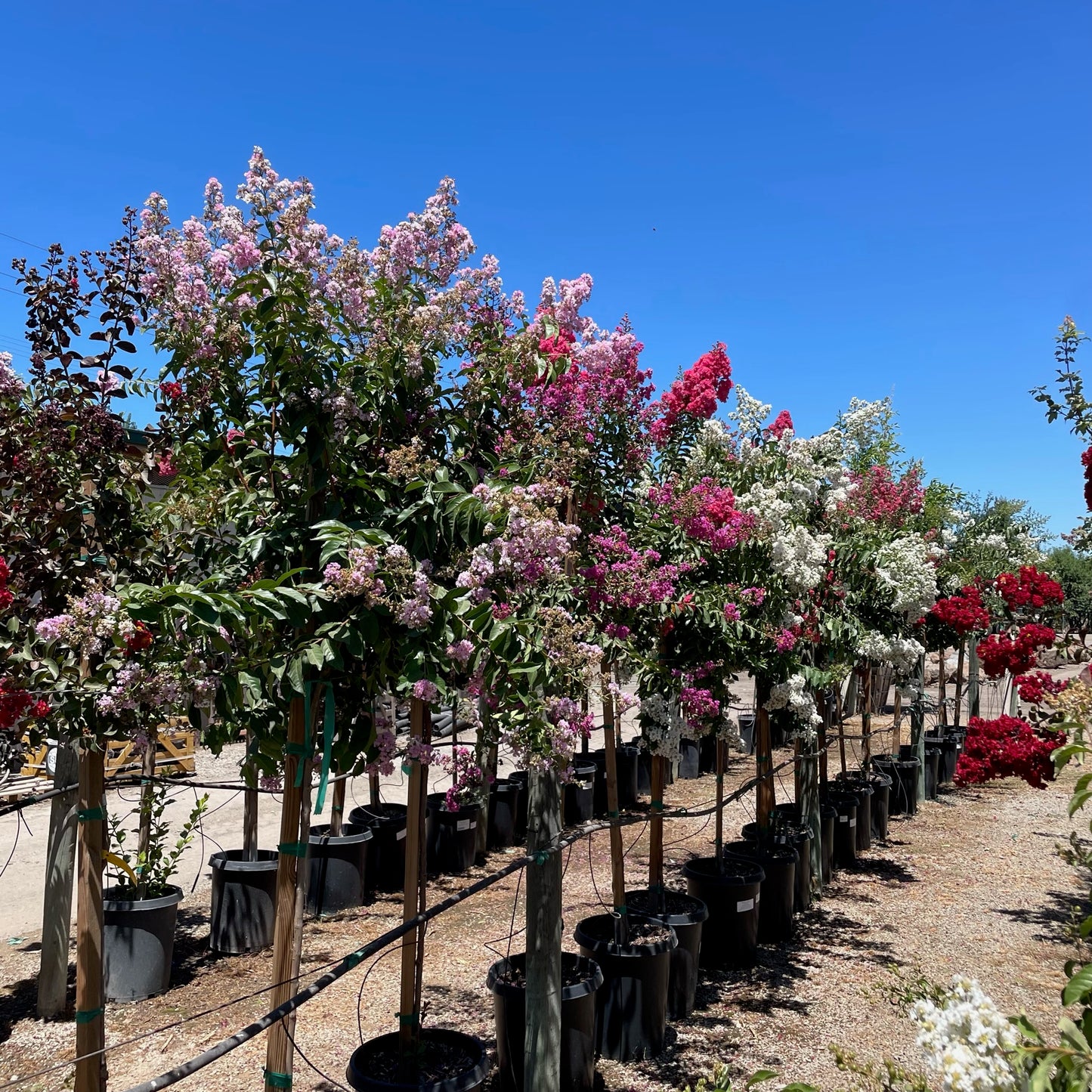 Crape Myrtle - Lavender Flowering Crape Myrtle Tree