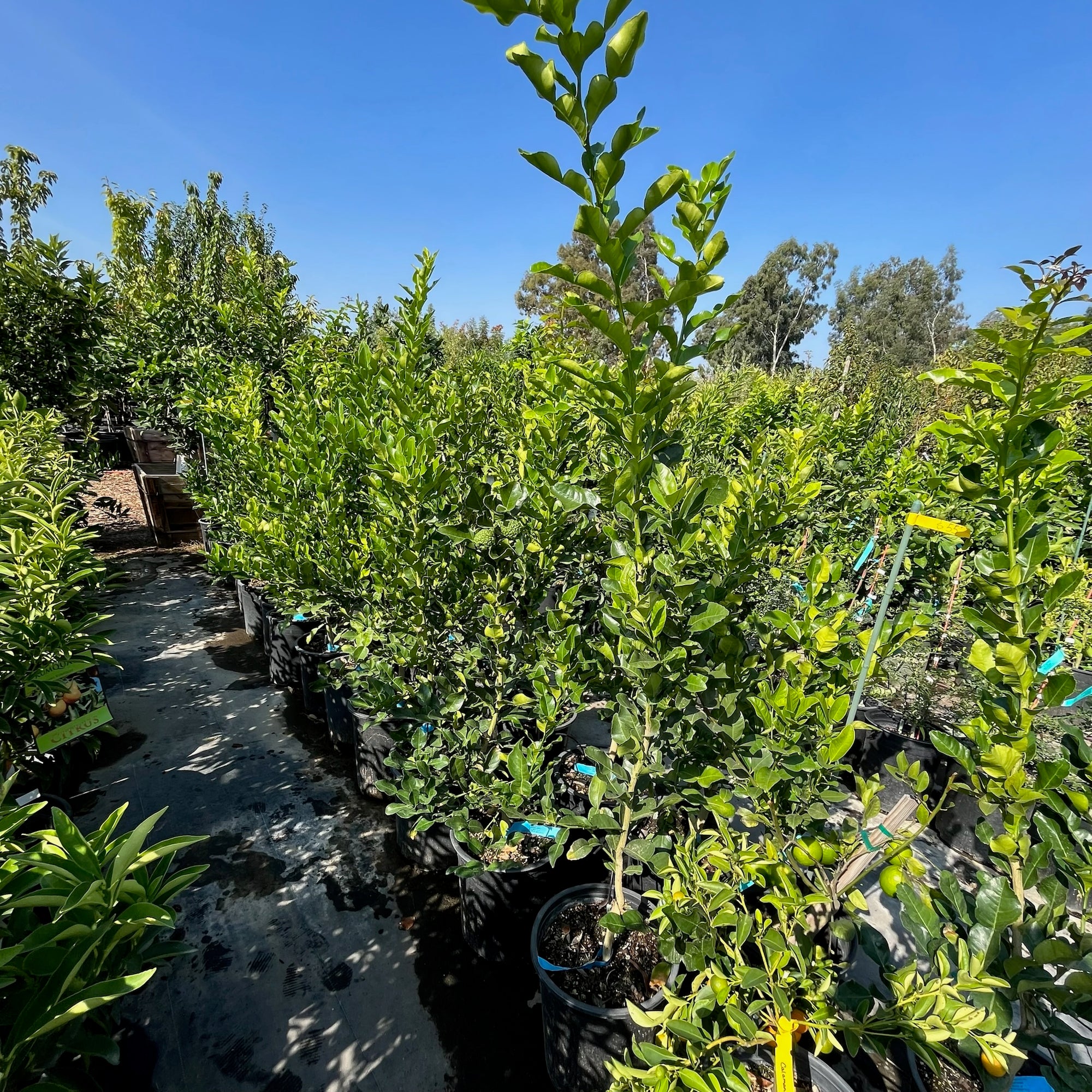 Kaffir  Lime 