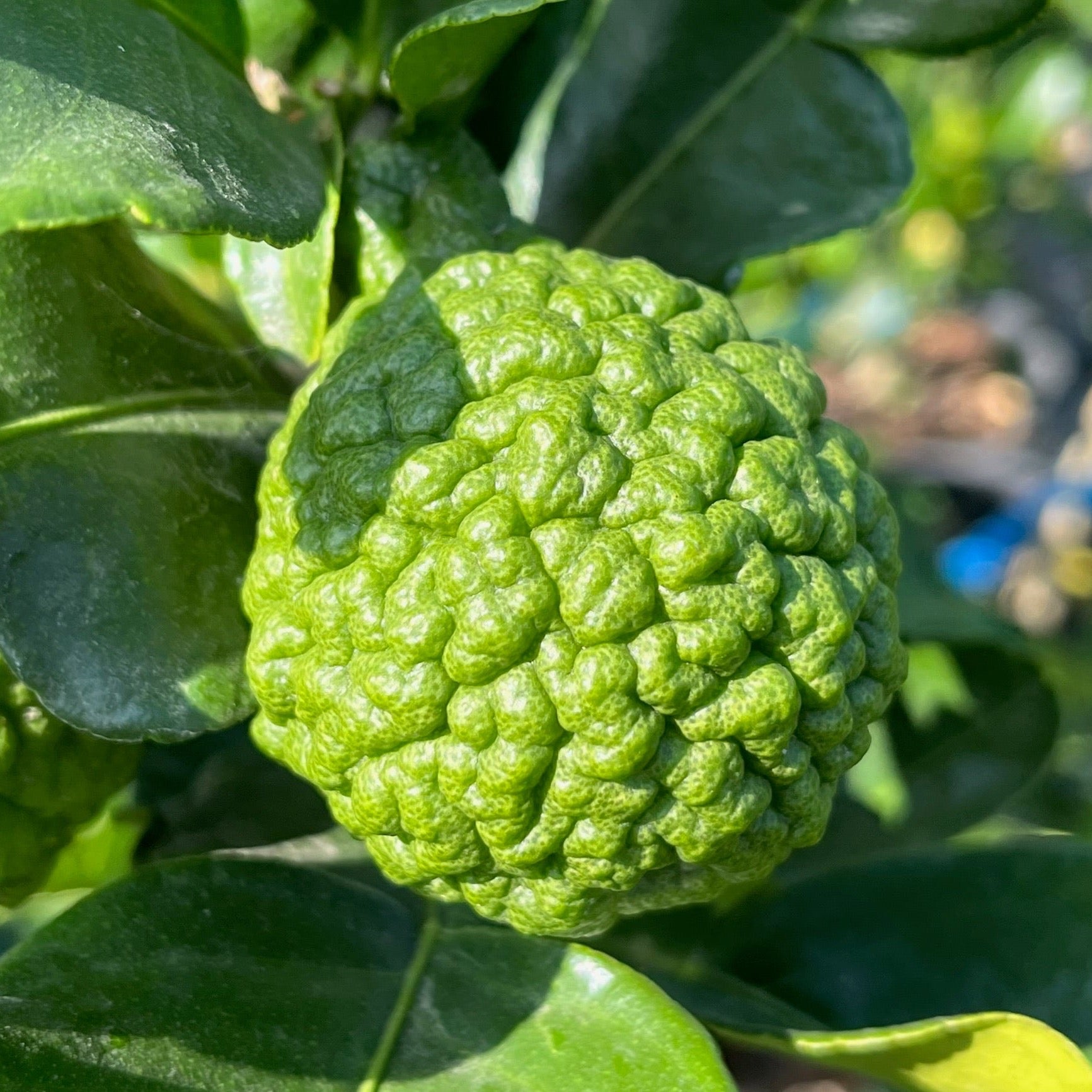 Kaffir  Lime 