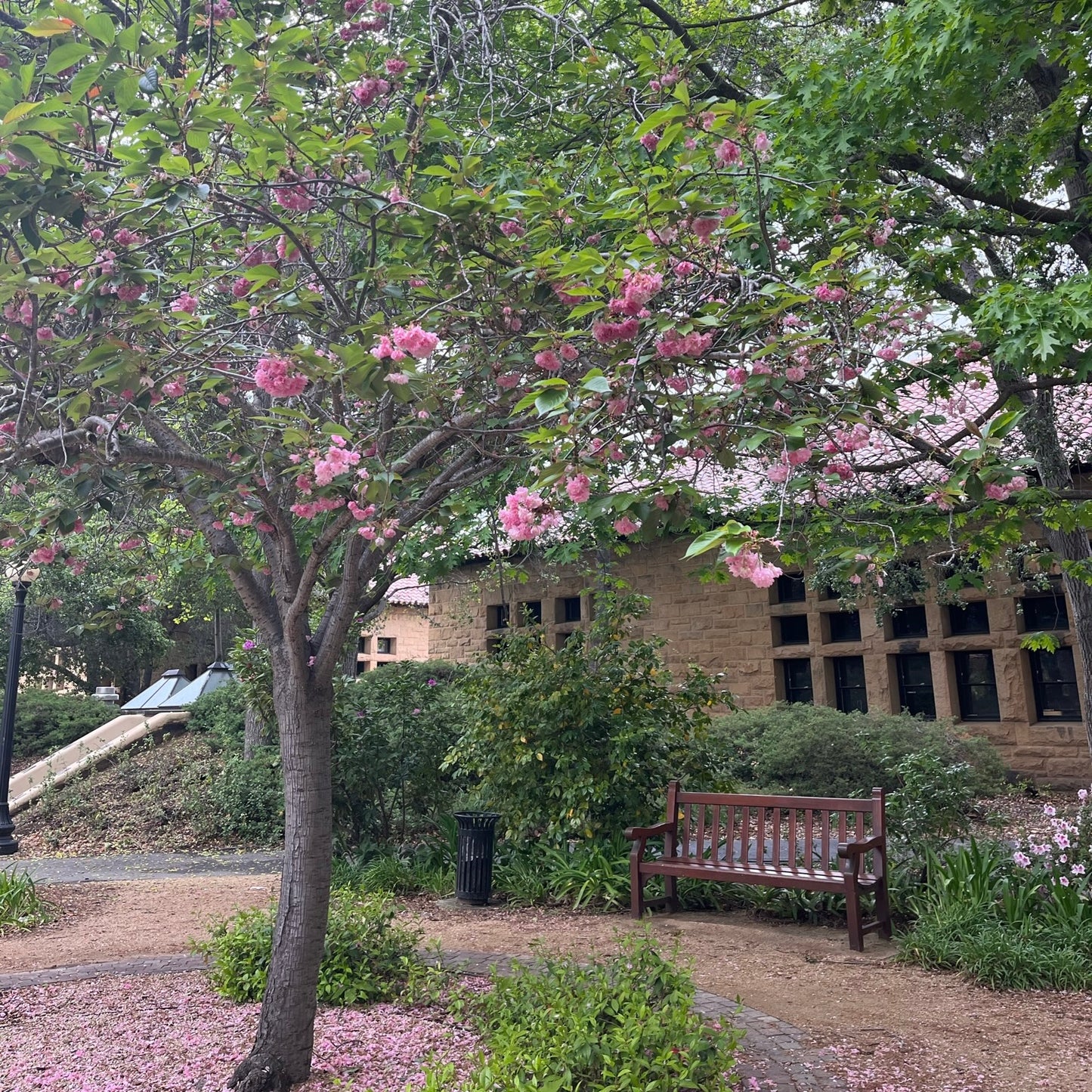 Cherry Blossom Trees - Guanshan Cherry Blossom