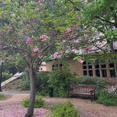樱花树-多层粉色