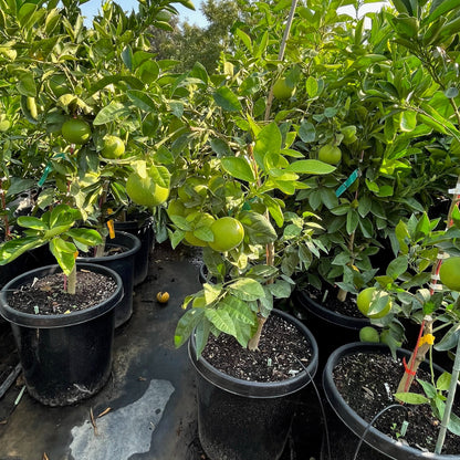 Grapefruit Tree-Rio Red Pomelo