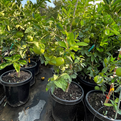 Grapefruit Tree-Sweetheart Crystal