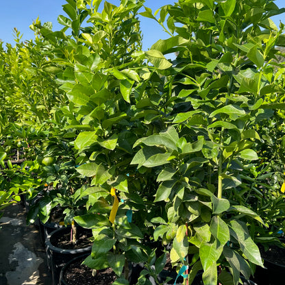 Orange Tree - Valencia Summer Orange