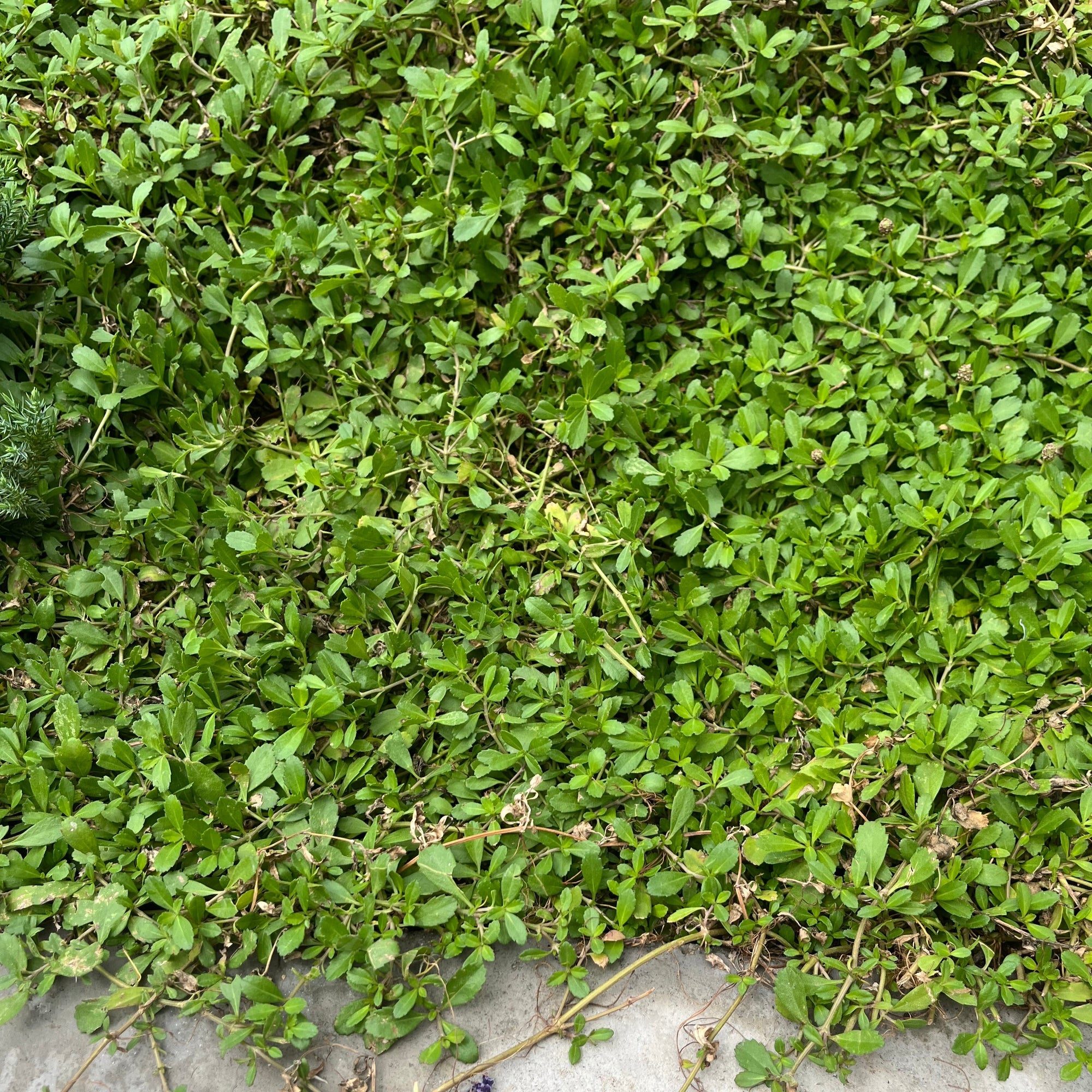 Lippia