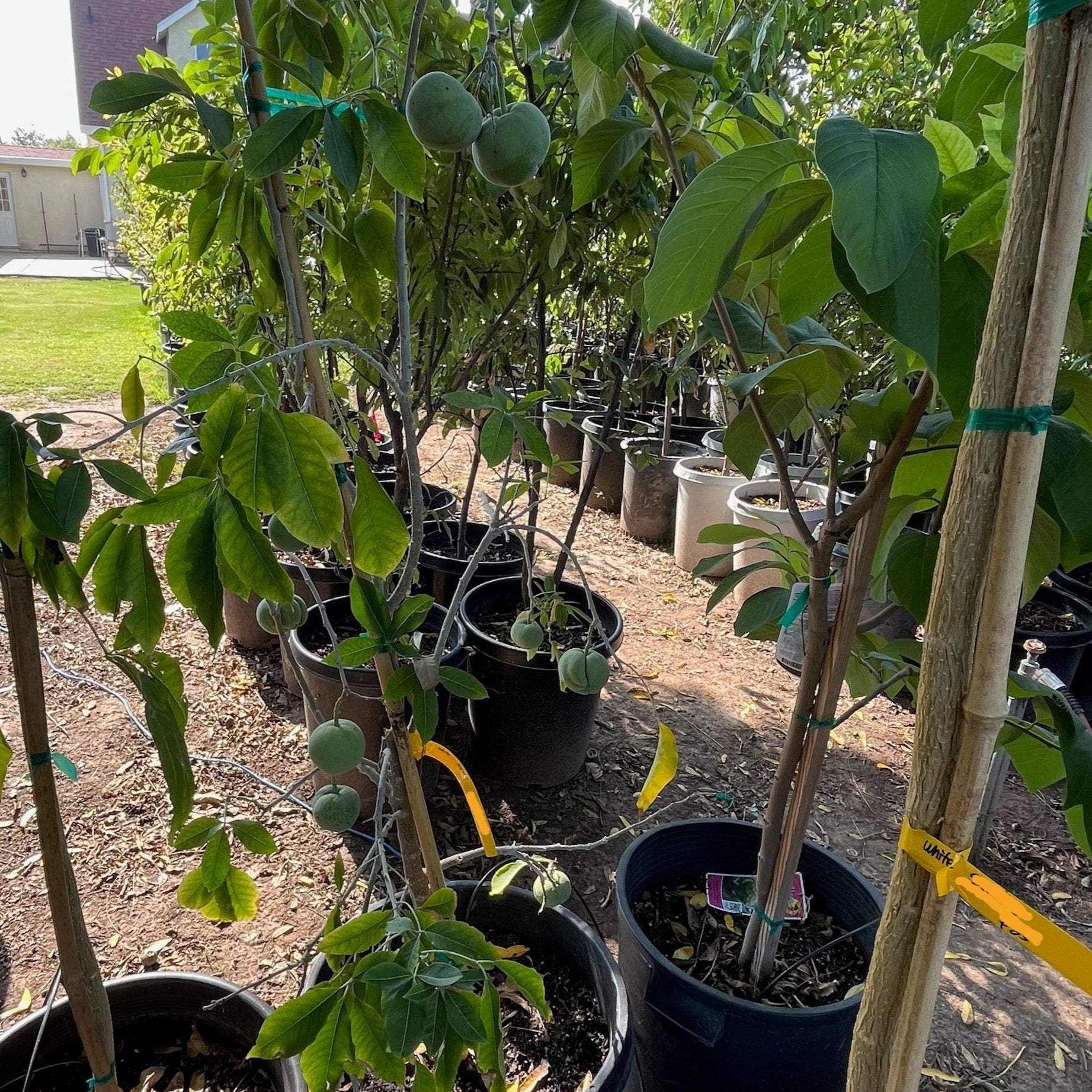 White Sapote
