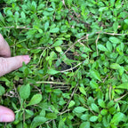 Lippia