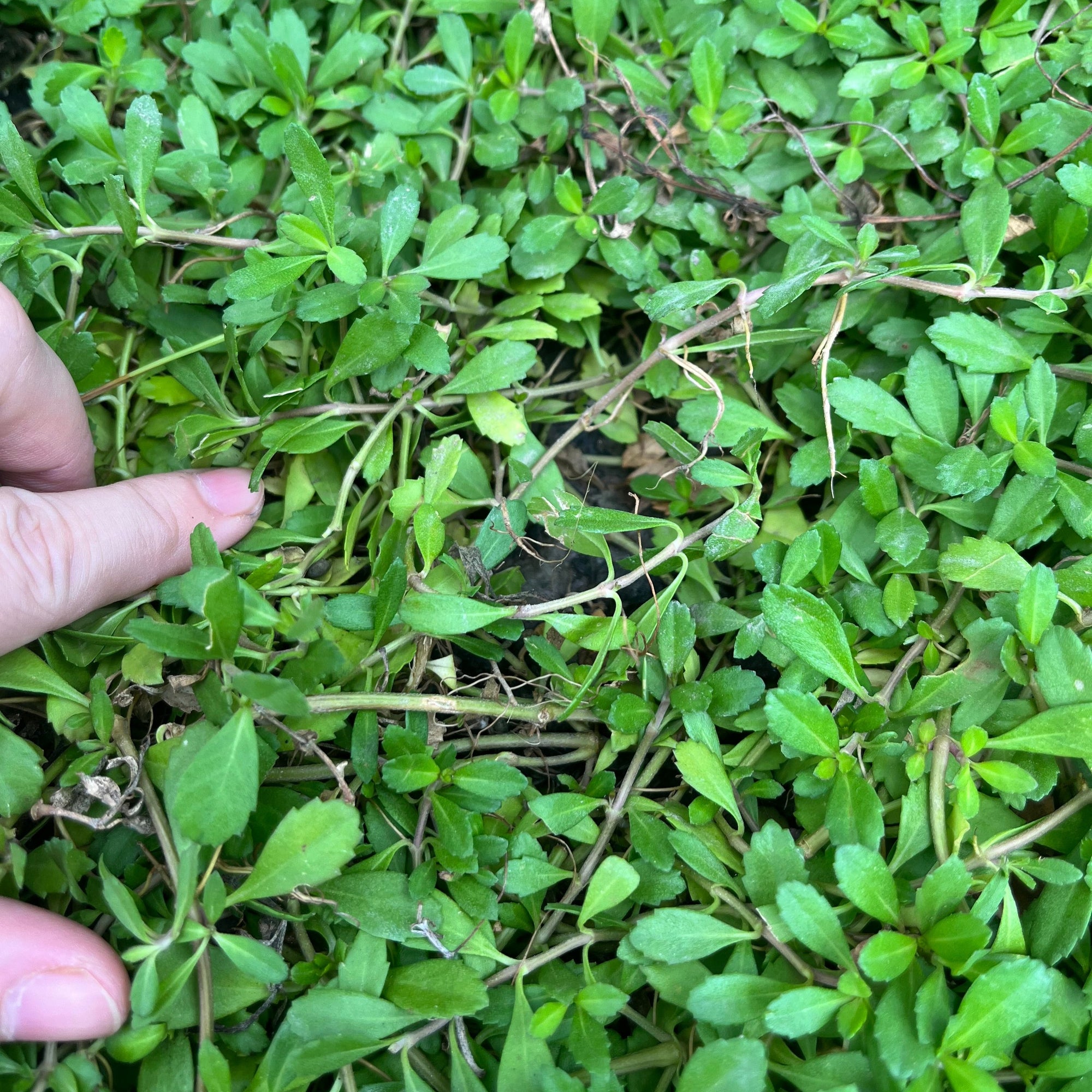 Lippia