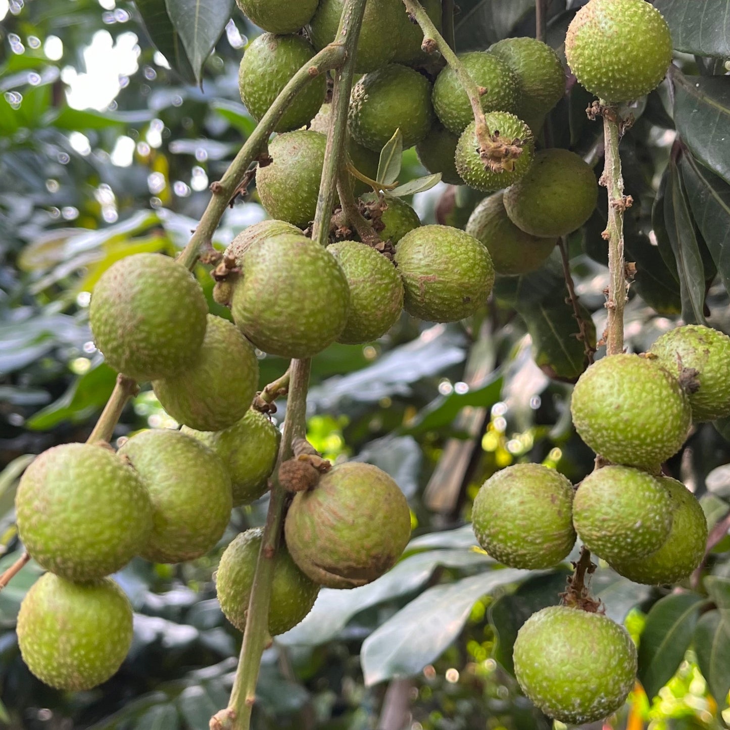 Longan Tree-Hawaiian Longan