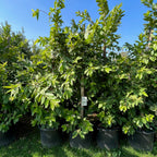 Thai White Guava