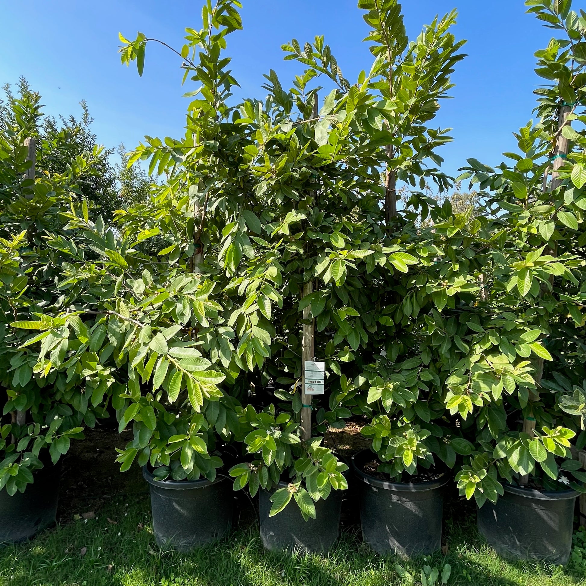 Thai White Guava
