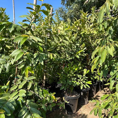 Guava Tree - Ruby Guava