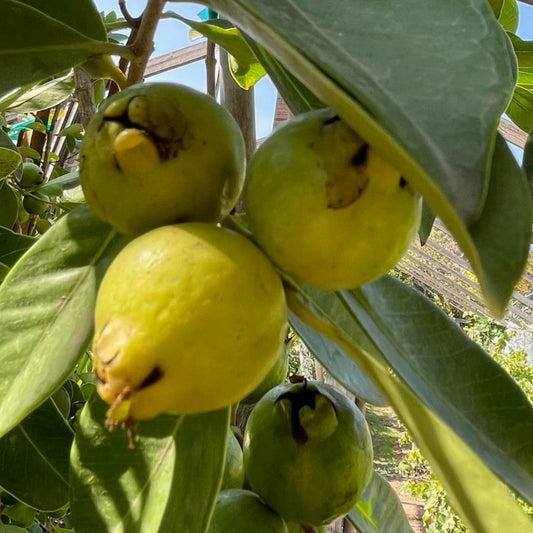 Guava Tree-Golden Guava