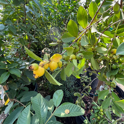 Guava Tree-Golden Guava