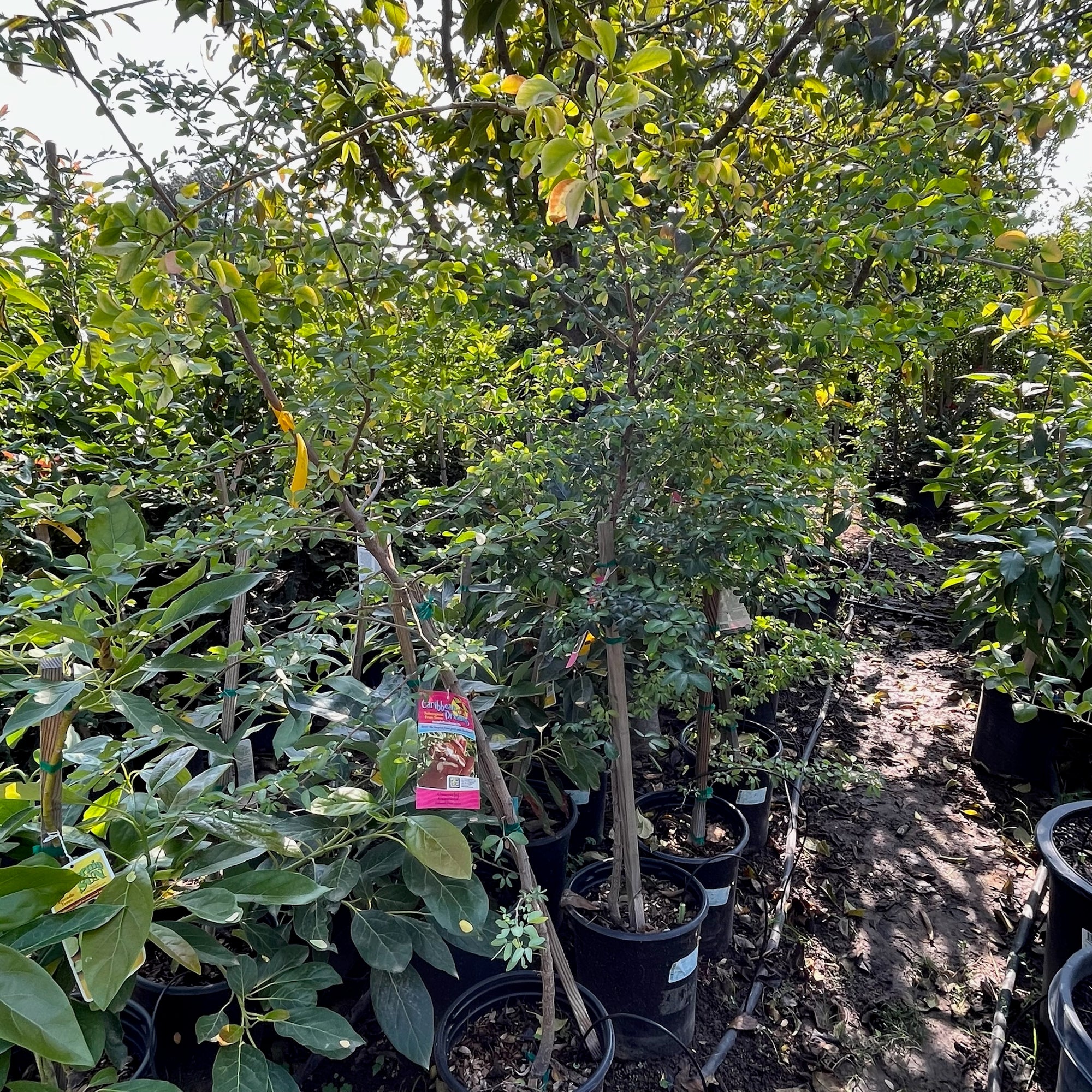 稀有果树-牛蹄豆