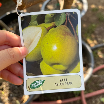 Asian Pear Tree - Pyrus communis