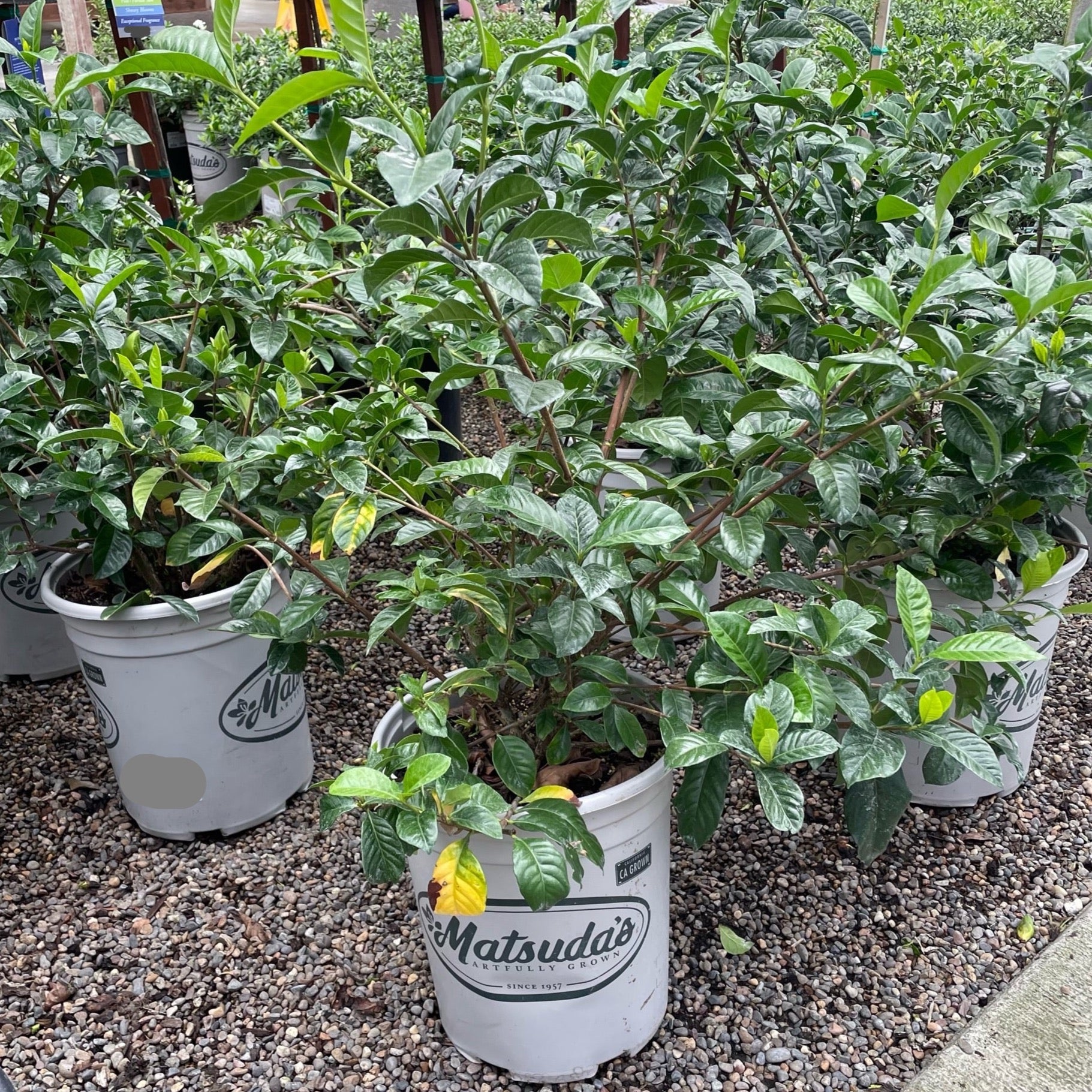 Mystery Gardenia