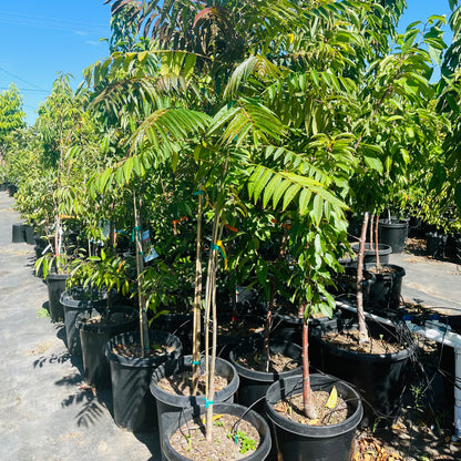 Rare vegetable tree-Toona sinensis 