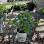 Mystery Gardenia