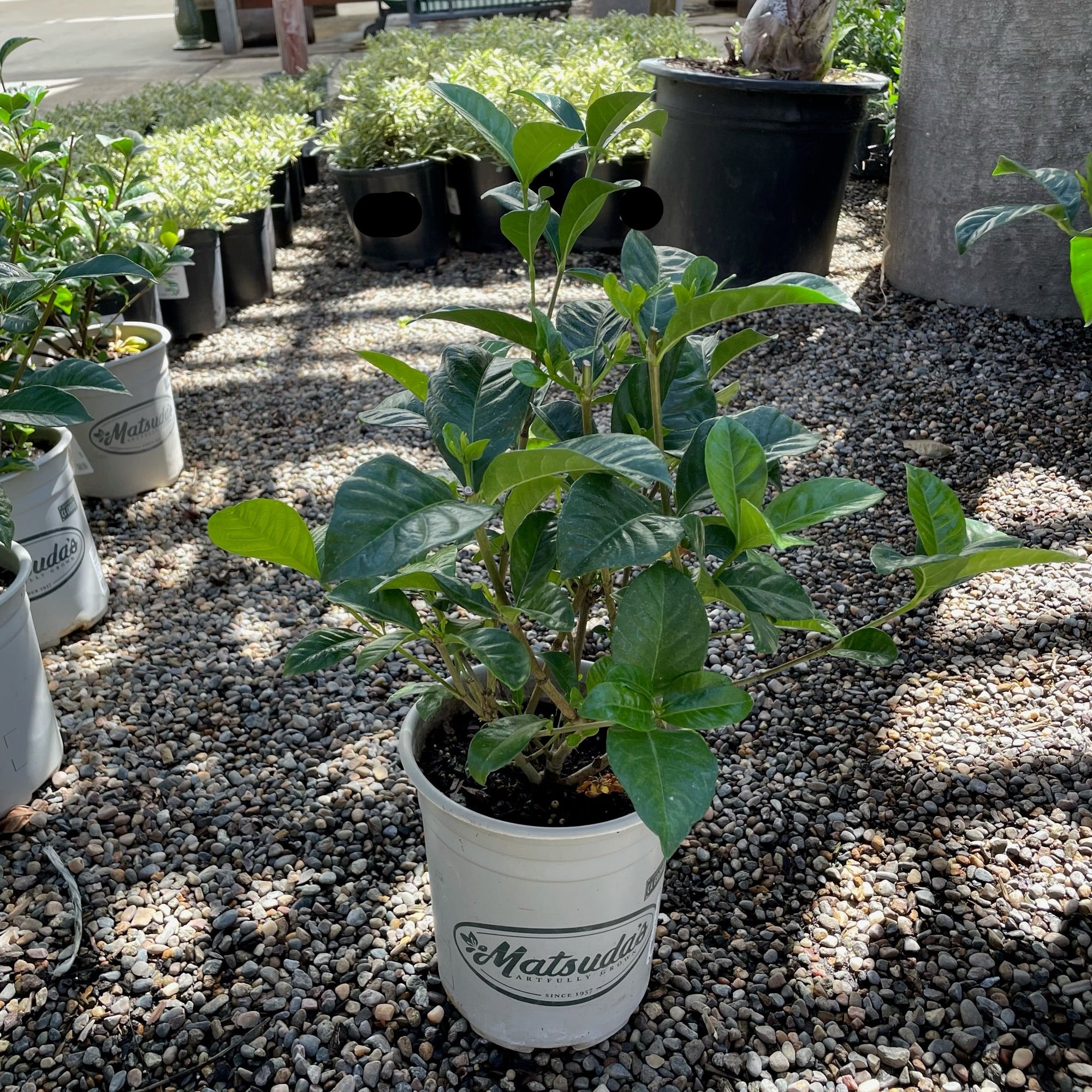 Mystery Gardenia