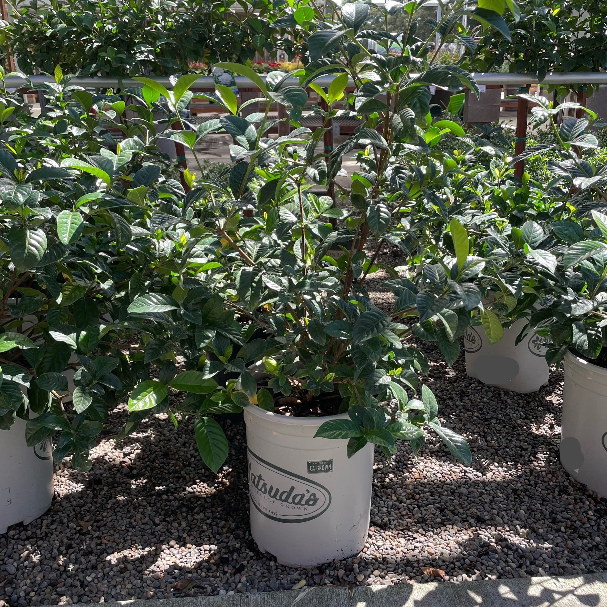 Mystery Gardenia