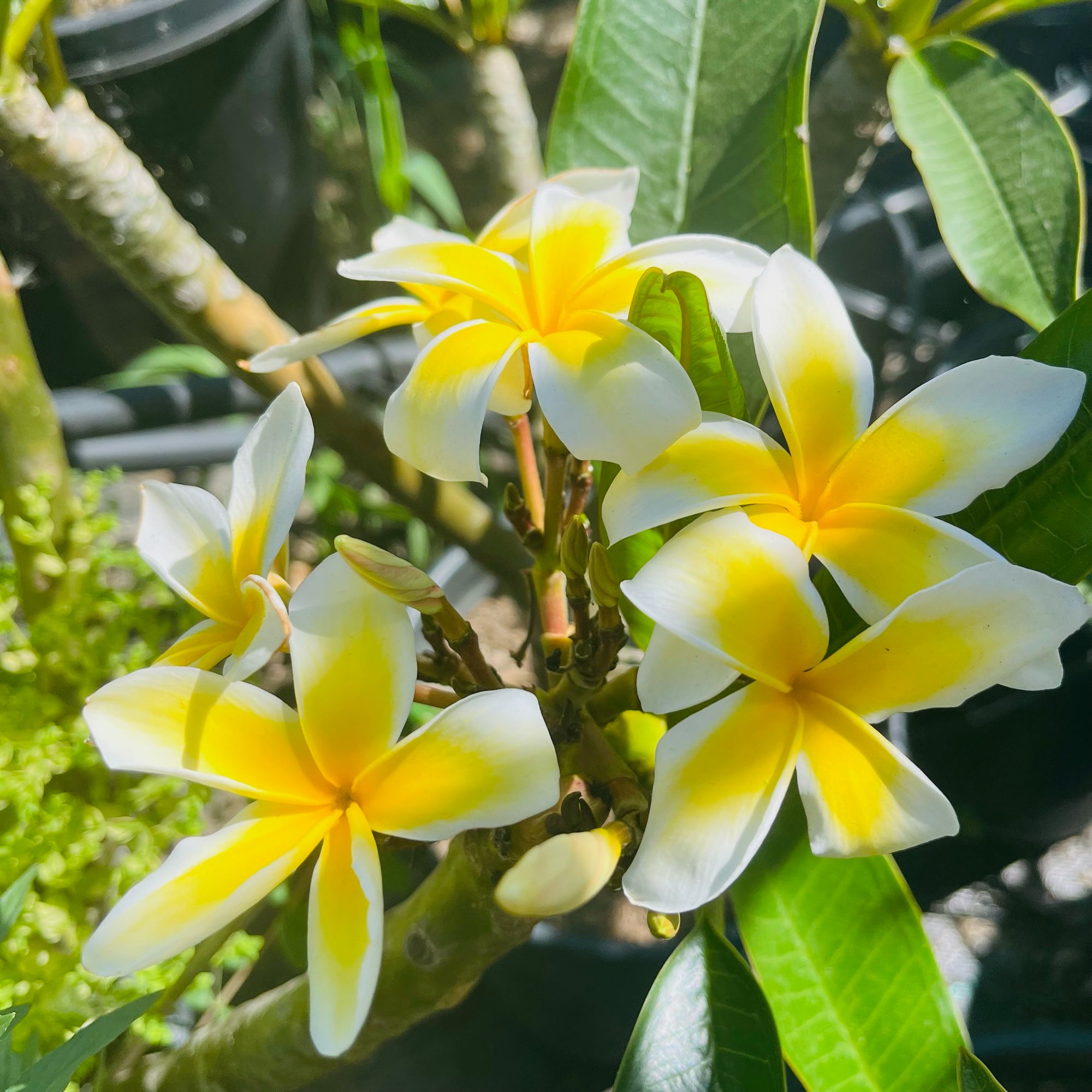 White Yellow  Plumeria