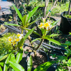 White Yellow  Plumeria