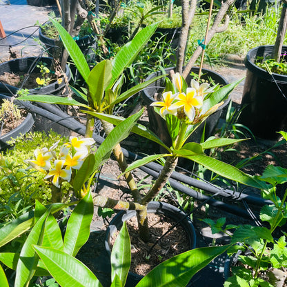 Plumeria Tree - Hawaiian Flower