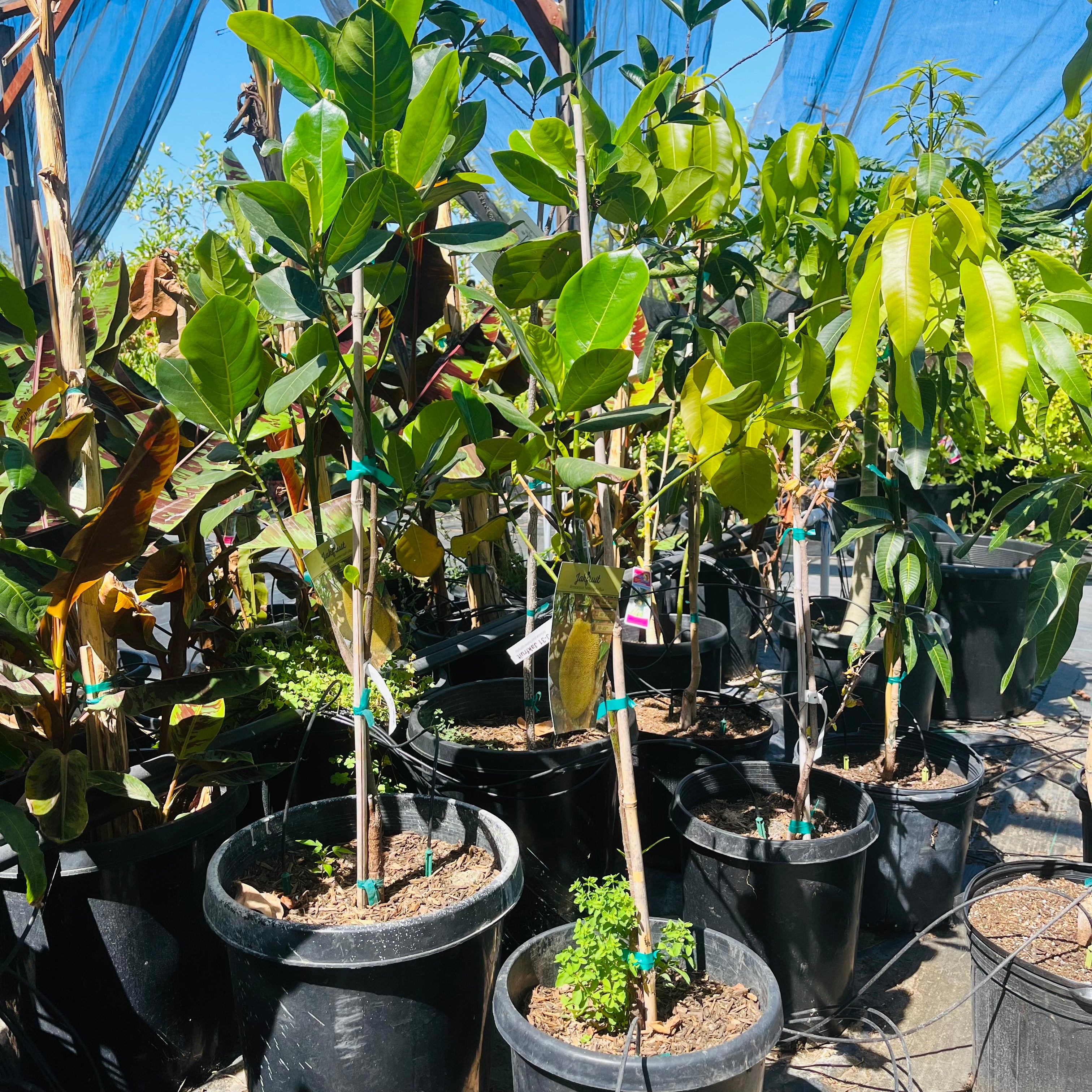 Jackfruit
