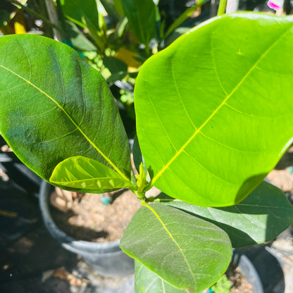 Jackfruit Tree - Jackfruit