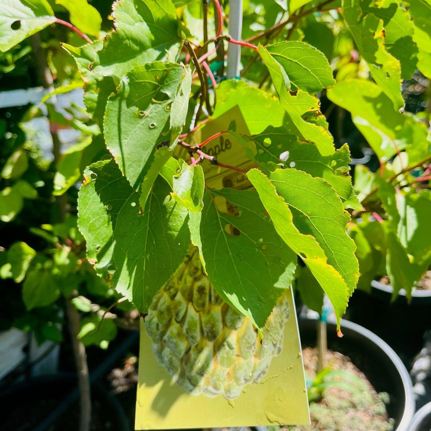 Sugar Apple Tree - Custard Apple