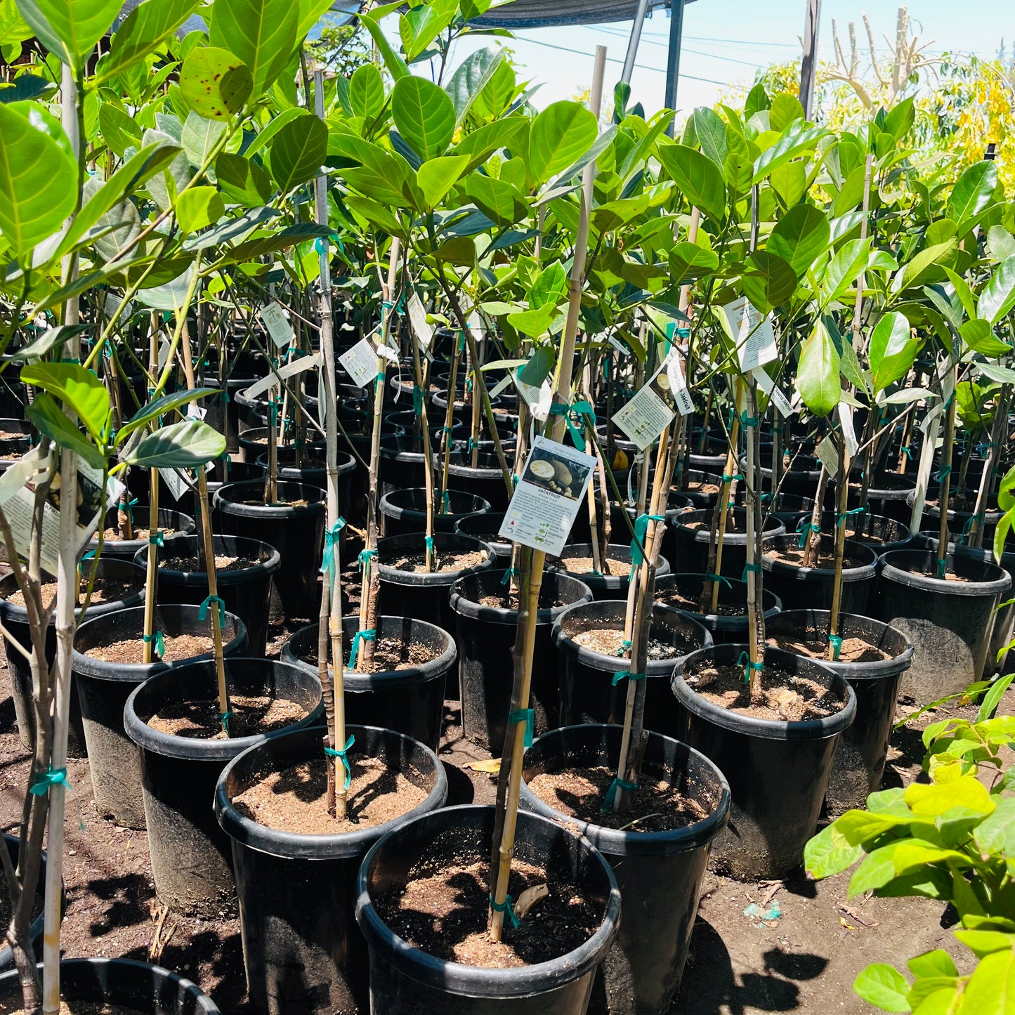 Jackfruit tree