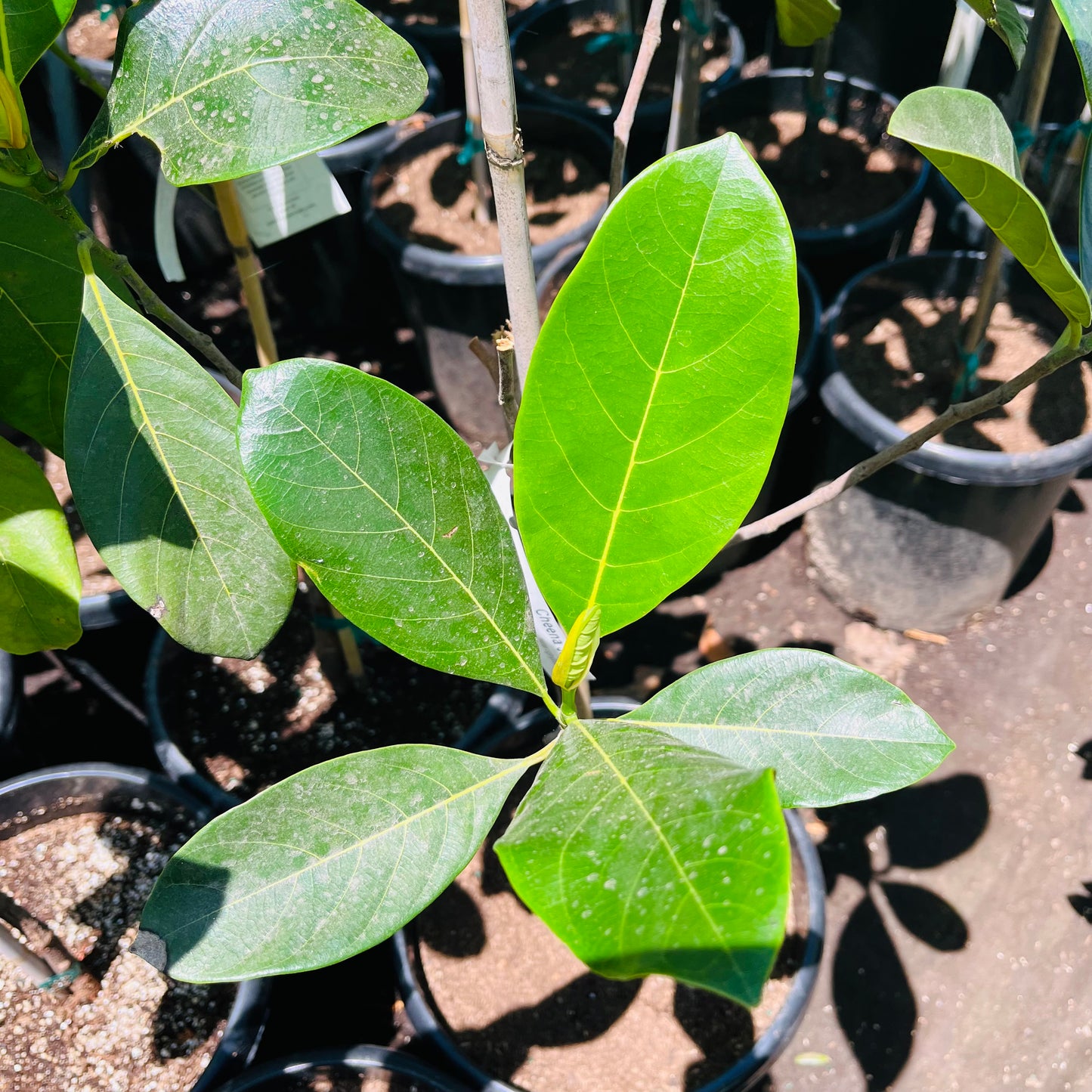 Jackfruit tree