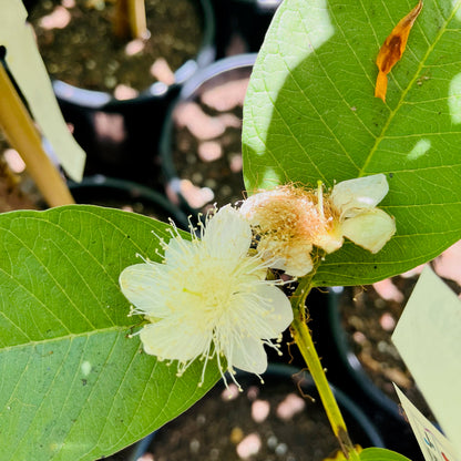 Guava Tree - Ruby Guava