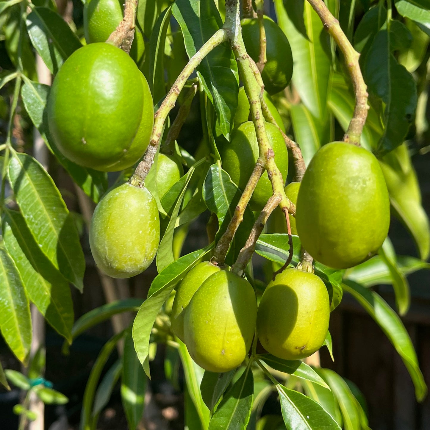 Rare Fruit Tree-Nanyang Olive