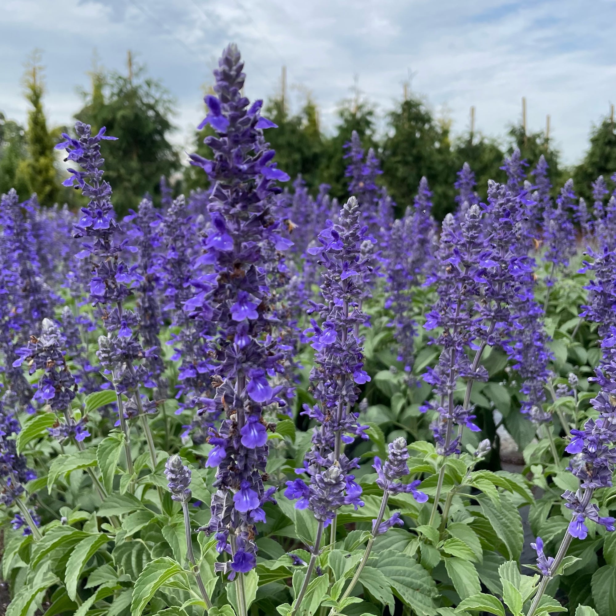 Mystic Spires Blue Salvia 